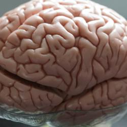 image of a brain