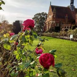 Homerton College in bloom Homerton College